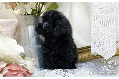 成約済の愛知県のタイニープードル-199616の6枚目