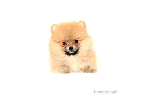 子犬