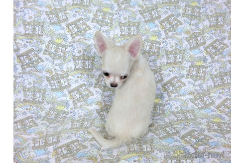 成約済の千葉県のチワワ(ロングコート)-194099の4枚目