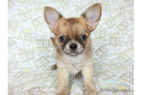 成約済の千葉県のチワワ(ロングコート)-196198の8枚目