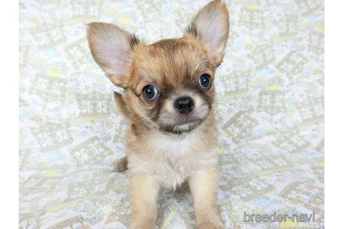 成約済の千葉県のチワワ(ロングコート)-196198の6枚目