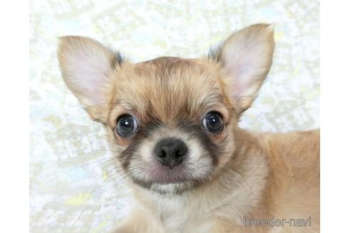 成約済の千葉県のチワワ(ロングコート)-196198の5枚目