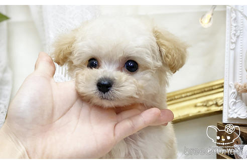 成約済の愛知県のタイニープードル-199657の1枚目