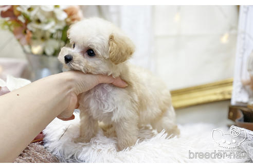 成約済の愛知県のタイニープードル-199657の3枚目