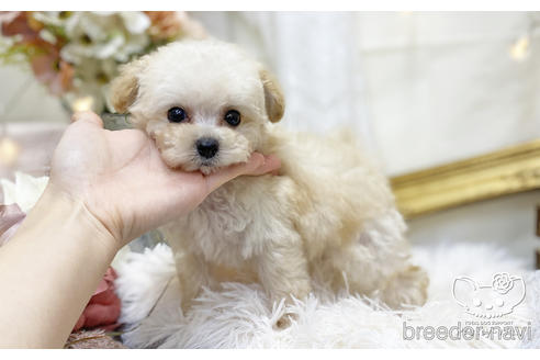 成約済の愛知県のタイニープードル-199657の4枚目