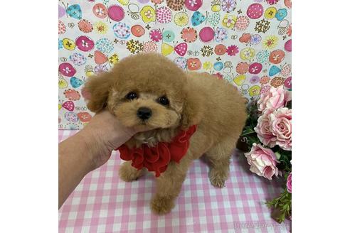 成約済の広島県のタイニープードル-196436の3枚目