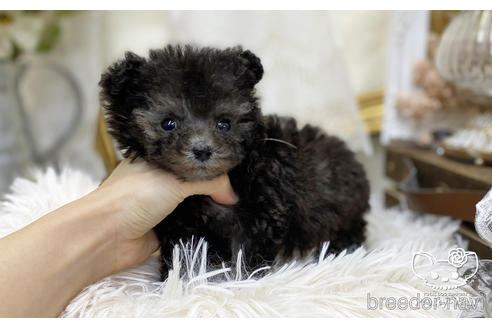 成約済の愛知県のタイニープードル-199765の5枚目