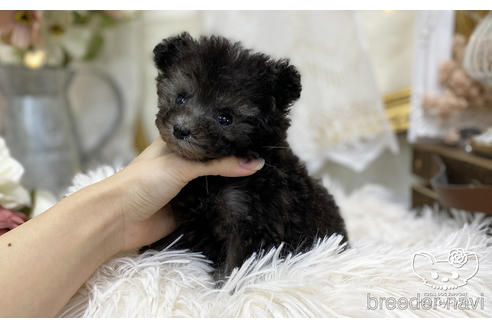 成約済の愛知県のタイニープードル-199765の3枚目