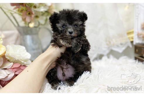 成約済の愛知県のタイニープードル-199765の2枚目