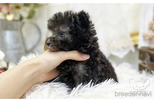 成約済の愛知県のタイニープードル-199765の4枚目