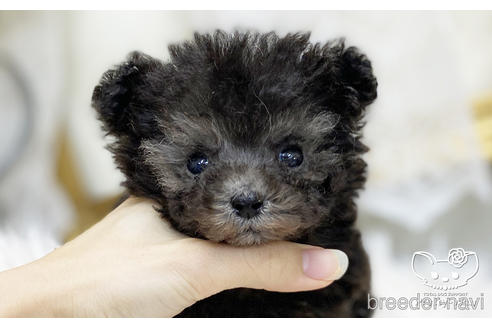 成約済の愛知県のタイニープードル-199765の1枚目