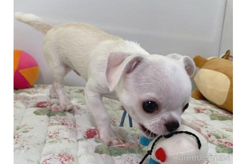 成約済の栃木県のミックス犬-194548の10枚目