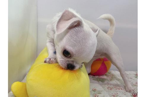 成約済の栃木県のミックス犬-194548の2枚目