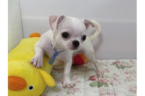 成約済の栃木県のミックス犬-194548の5枚目