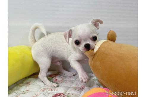 成約済の栃木県のミックス犬-194548の6枚目