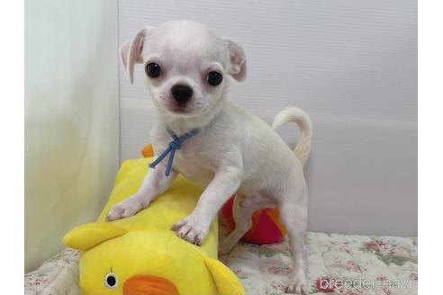 成約済の栃木県のミックス犬-194548の7枚目