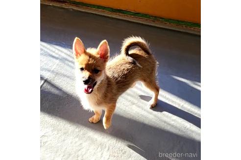 成約済の茨城県のミックス犬-186237の17枚目