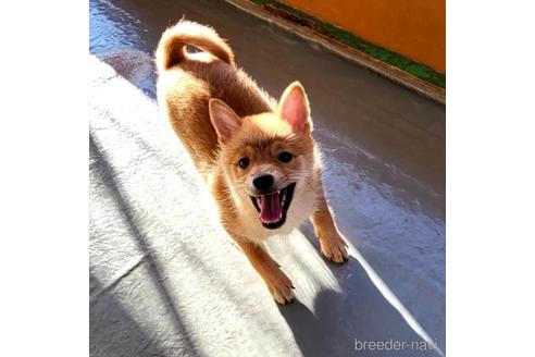 成約済の茨城県のミックス犬-186236の19枚目