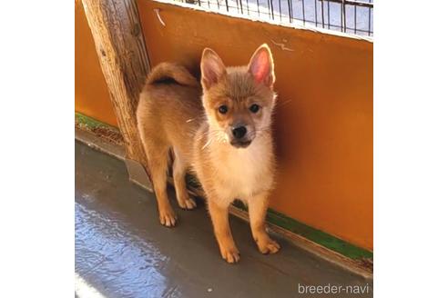 成約済の茨城県のミックス犬-186236の18枚目