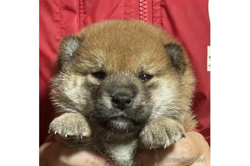 成約済の千葉県の柴犬-199803の1枚目