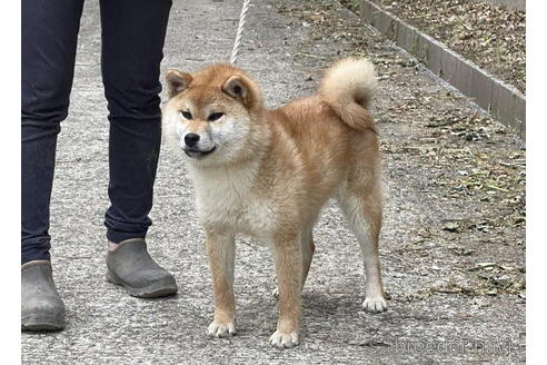 成約済の千葉県の柴犬-199803の5枚目