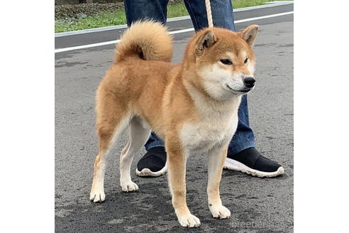 成約済の千葉県の柴犬-199803の3枚目