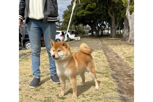 成約済の千葉県の柴犬-199803の4枚目