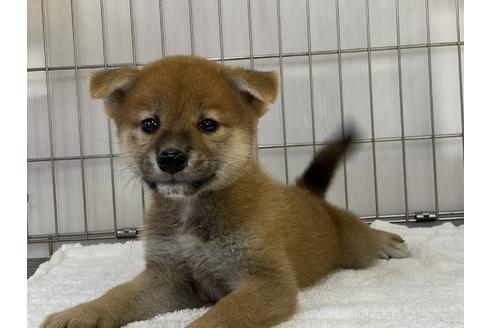 成約済の岡山県の柴犬-193748の4枚目