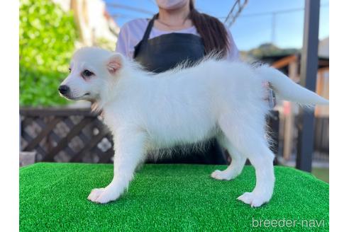 成約済の愛知県の日本スピッツ-199853の2枚目