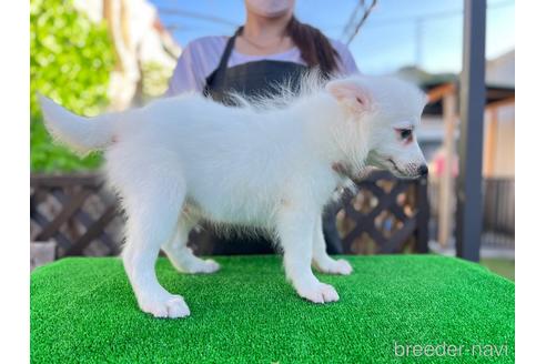 成約済の愛知県の日本スピッツ-199853の3枚目