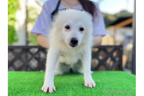 成約済の愛知県の日本スピッツ-199853の1枚目