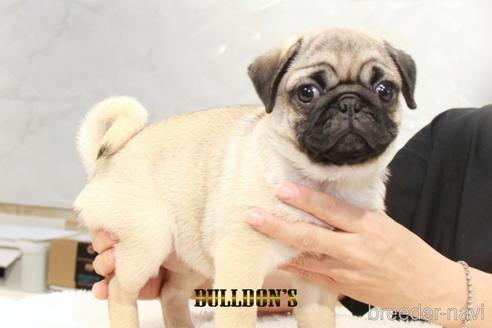 成約済の東京都のパグ-198664の7枚目