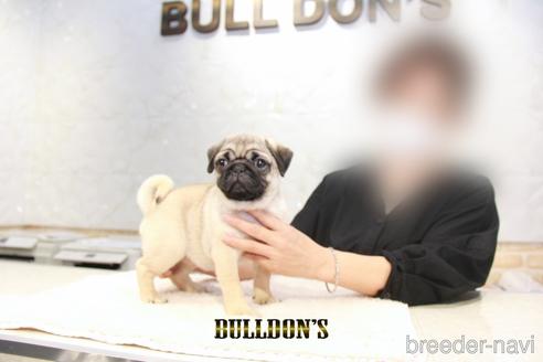 成約済の東京都のパグ-198664の6枚目