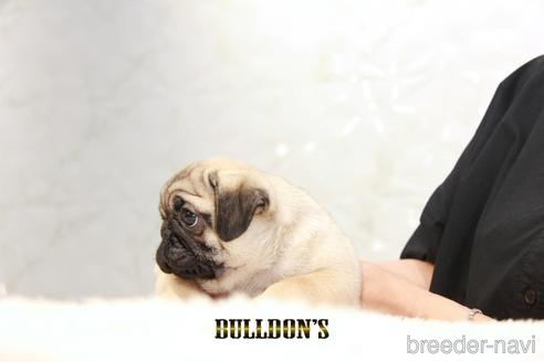 成約済の東京都のパグ-198664の4枚目