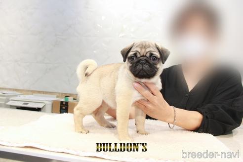 成約済の東京都のパグ-198664の3枚目