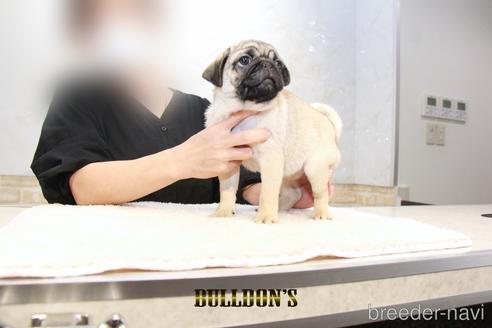 成約済の東京都のパグ-198664の2枚目