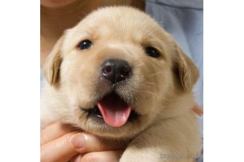 女の子のラブラドールレトリーバーの子犬を探す ブリーダーナビ