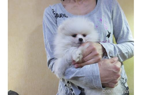 成約済の愛知県のポメラニアン-190378の7枚目