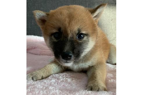 成約済の静岡県の柴犬-199934の1枚目
