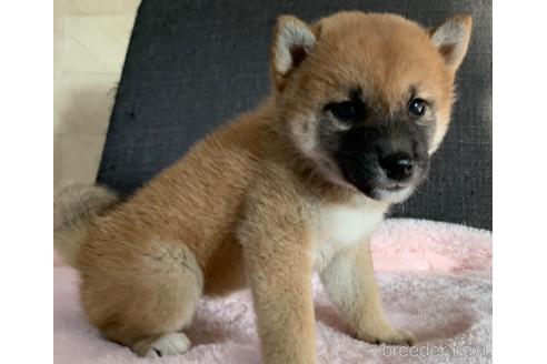 成約済の静岡県の柴犬-199934の2枚目