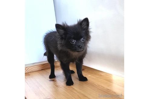 成約済の茨城県のミックス犬-185849の17枚目