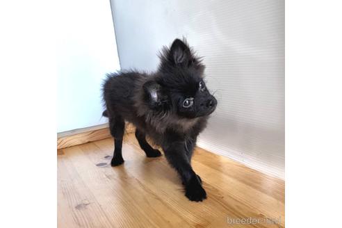 成約済の茨城県のミックス犬-185849の18枚目