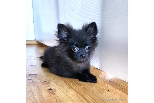 成約済の茨城県のミックス犬-185849の19枚目