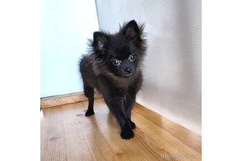 成約済の茨城県のミックス犬-185849の16枚目