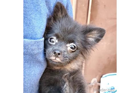 成約済の茨城県のミックス犬-185849の20枚目