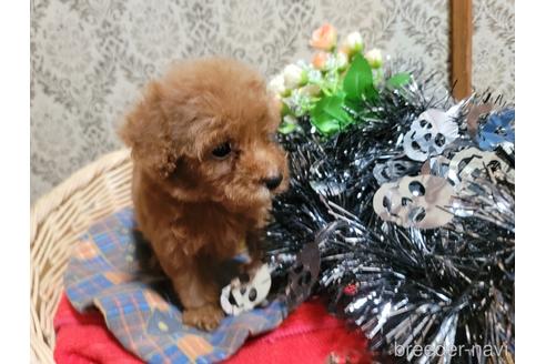 成約済の千葉県のトイプードル-196521の1枚目