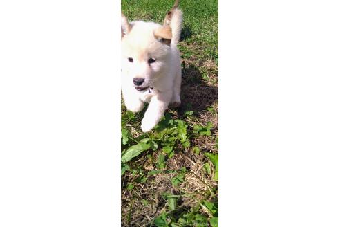 成約済の北海道の柴犬-196164の4枚目