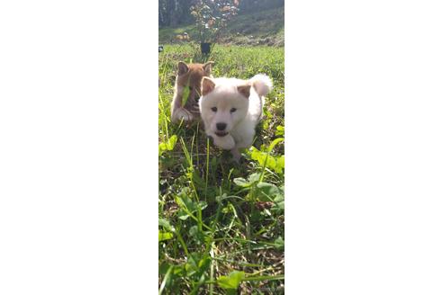 成約済の北海道の柴犬-196164の2枚目