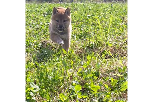 成約済の北海道の柴犬-196166の1枚目