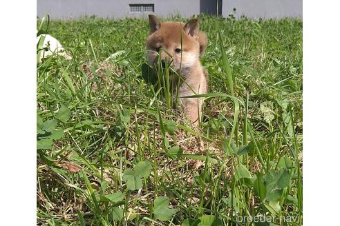 成約済の北海道の柴犬-196166の7枚目